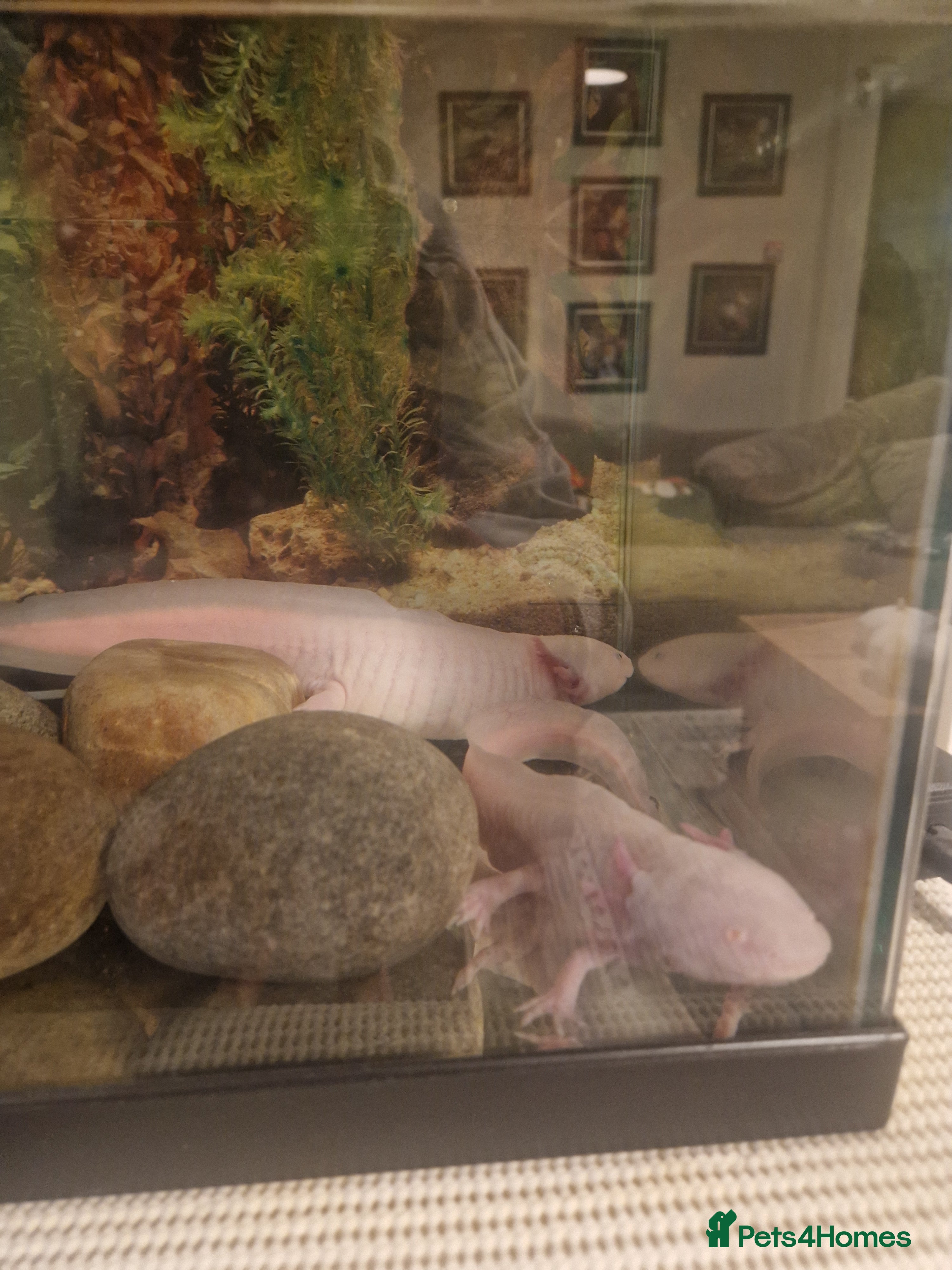 Other/Mixed Breed fish two axelottles  - Advert 10