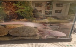 Other/Mixed Breed fish for sale: two axelottles  - Image 1