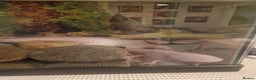 Other/Mixed Breed fish for sale: two axelottles  - Advert 1