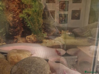 Other/Mixed Breed fish two axelottles - Advert 5