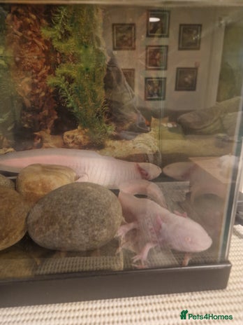 Other/Mixed Breed fish - Advert 1