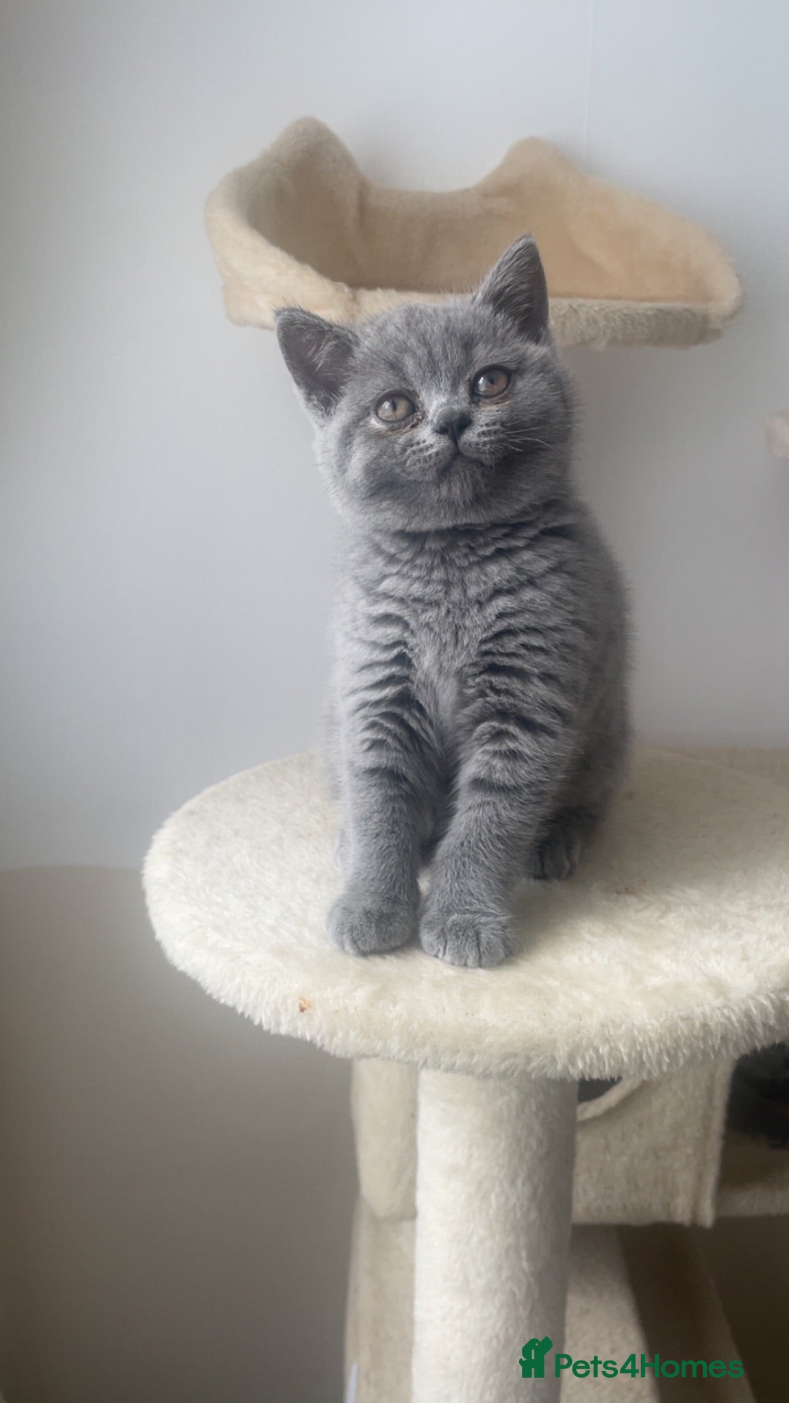 British Shorthair cats British shorthairs!  - Advert 18