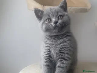 British Shorthair cats British shorthairs! - Advert 18
