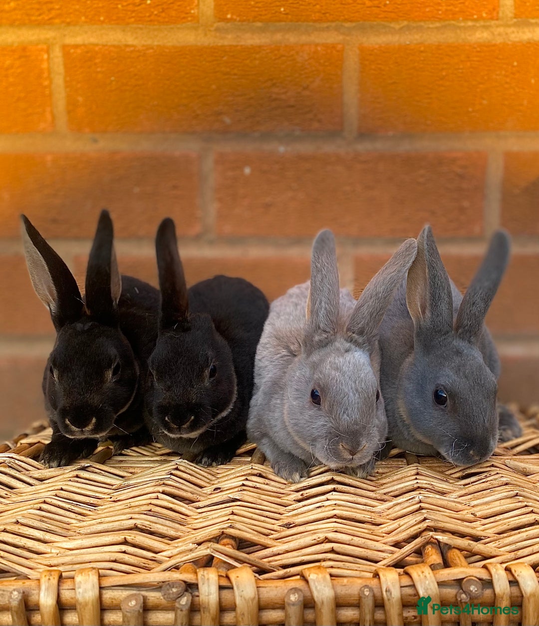 Rex rabbits for sale: Female & male otter/BEW mini rex rabbits  - Image 3