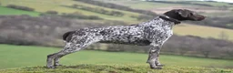 German Shorthaired Pointer dogs for sale: German shorthair pointer puppies - Advert 6