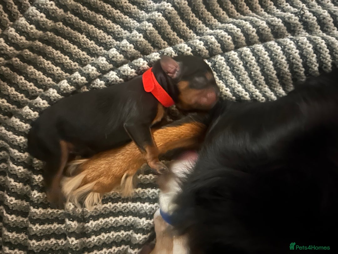 Cavalier King Charles Spaniel dogs for sale: Adorable Cavalier King Charles Spaniel - Image 13