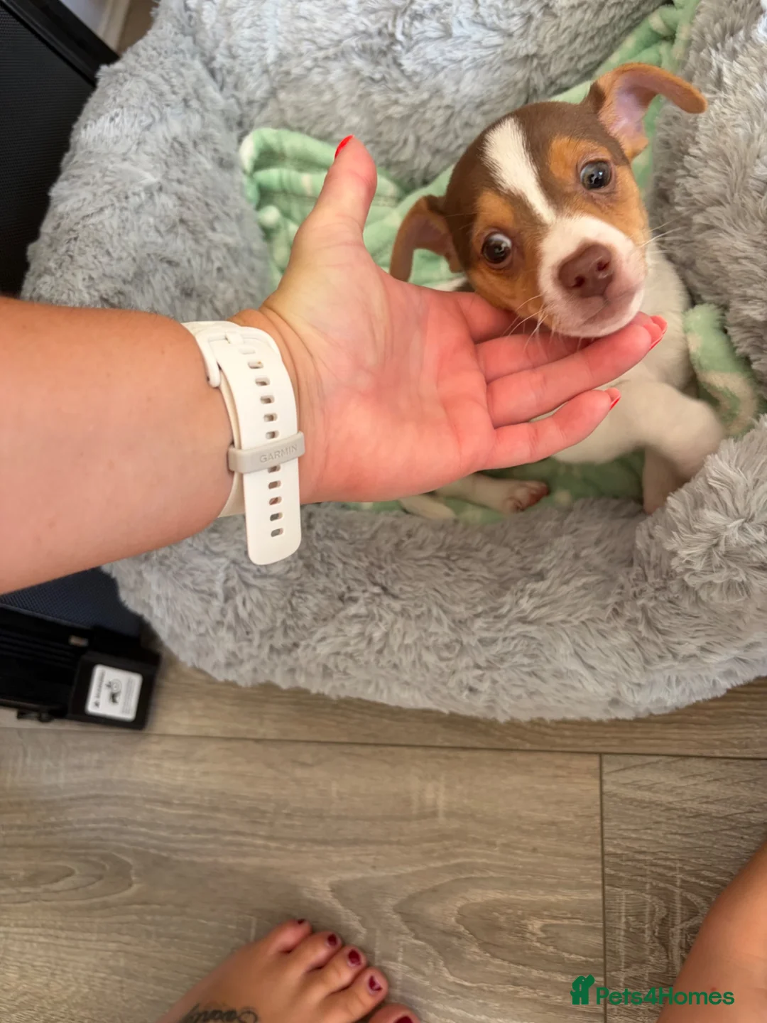 Jack Russell dogs for sale: URGET Male Jack Russell 2 months old  - Advert 2
