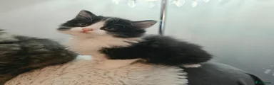 Ragdoll 1