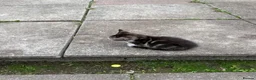 Domestic Shorthair cats for sale: litle kitten in Leicester - Advert 3