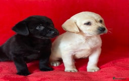 Labrador Retriever dogs for sale: Beautiful chunky Labrador pups NOW READY - Image 9
