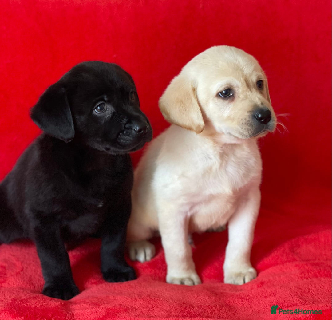 Labrador Retriever dogs for sale: Beautiful chunky Labrador pups NOW READY - Image 9