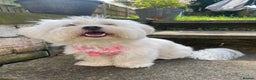 Mixed Breed dogs for sale: Female Maltipoo X Bichon Frise 2 years Old  - Advert 8