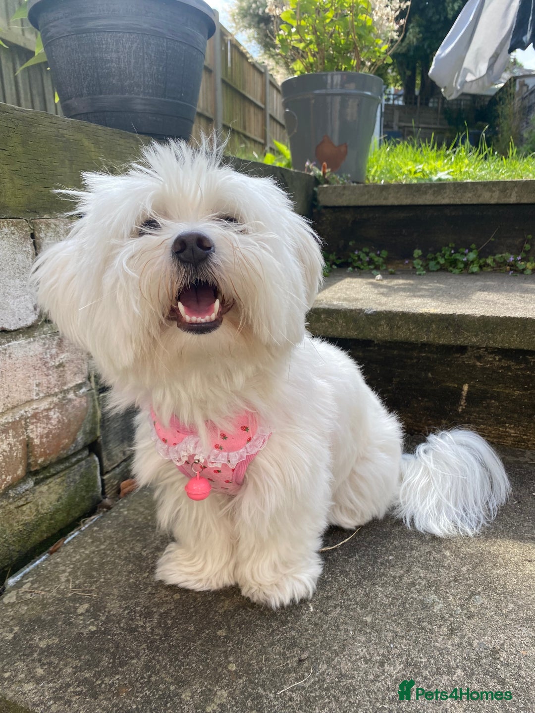 Mixed Breed dogs for sale: Female Maltipoo X Bichon Frise 2 years Old  - Advert 8