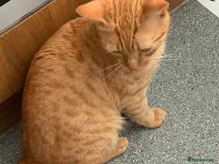 Domestic Shorthair cats - Advert 1