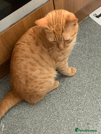 Domestic Shorthair cats - Advert 1