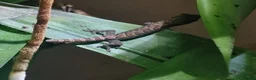 Gecko reptiles for sale: Mourning gecko hatchlings - Advert 5