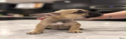 French Bulldog dogs for sale:  💕 LAST 2 – BEAUTIFUL GIRL & HANDSOME BOY 💙 - Advert 4