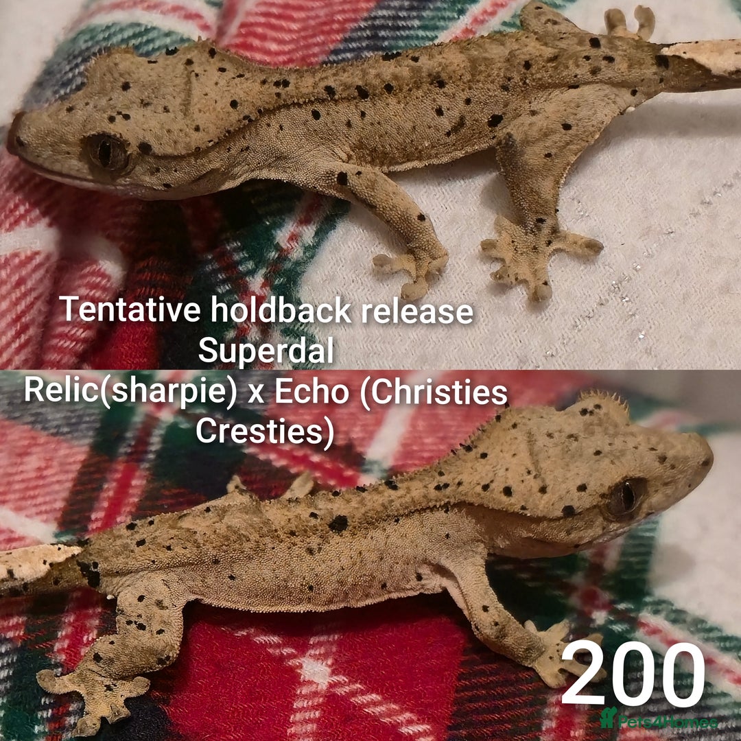 Gecko reptiles for sale: Juvenile Crested geckos  - Advert 4