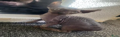 Sphynx 2