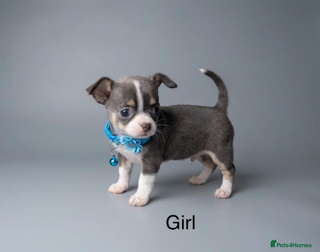 Chihuahua dogs for sale: Lilac chihuahua puppies in Peterborough - Advert 12