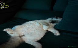 Ragdoll cats for sale: 11 month old ragdoll cat - Image 5