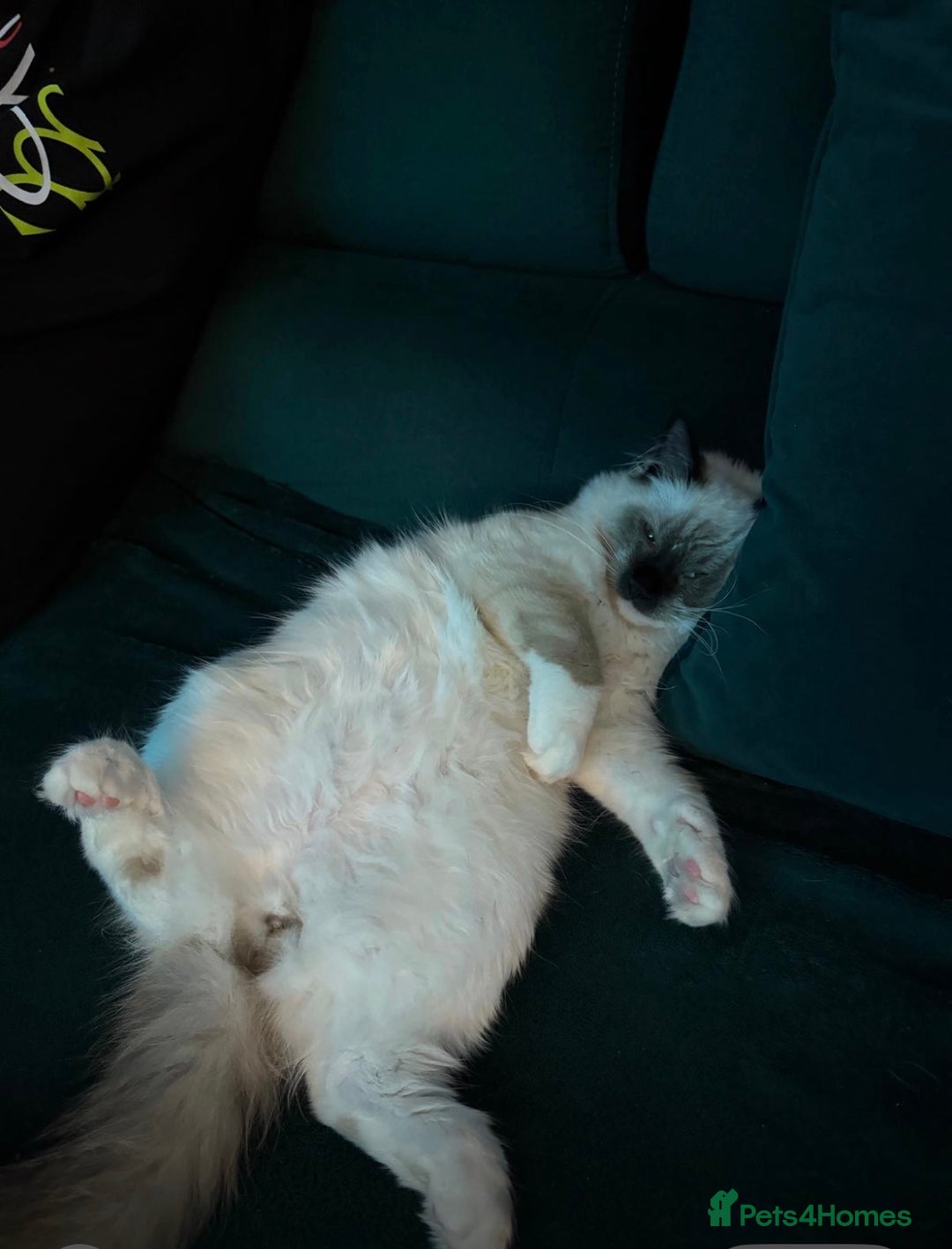Ragdoll cats for sale: 11 month old ragdoll cat - Image 5