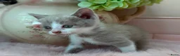 Scottish Fold cats for sale: Stunning Scottish fold & Selkirk Rex kitten  - Advert 17