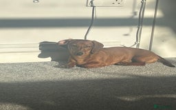 Dachshund dogs for sale: Franklin - Image 4