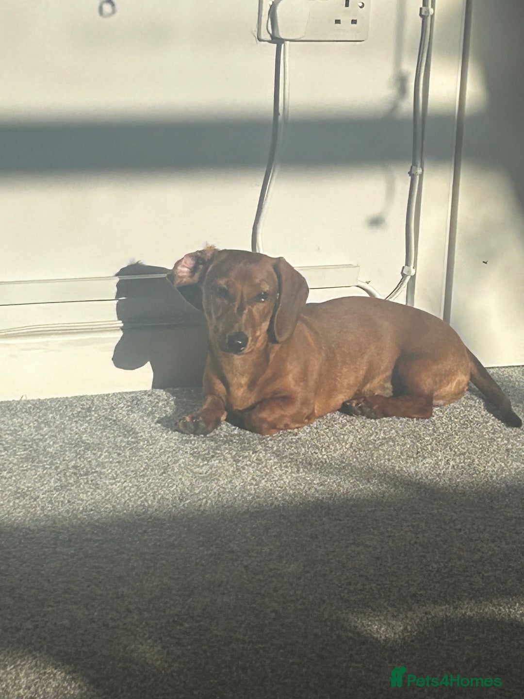 Dachshund dogs for sale: Franklin - Image 4
