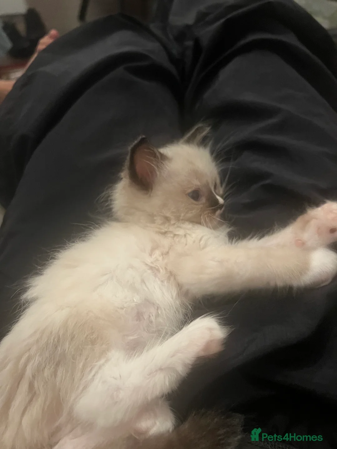 Ragdoll cats for sale: fluffy, male ragdoll kitten - Advert 14