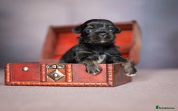 Yorkshire Terrier dogs for sale: Colorful Yorkshire Terrier puppies for sale - Image 12