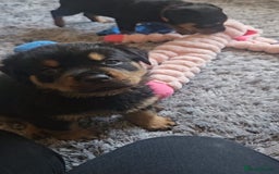 Rottweiler dogs for sale: Beautiful rottweiler puppies - Image 15