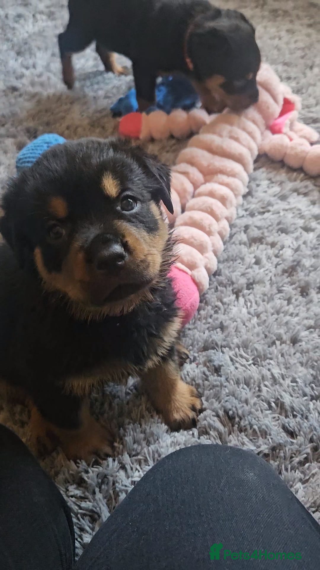 Rottweiler dogs for sale: Beautiful rottweiler puppies - Image 15