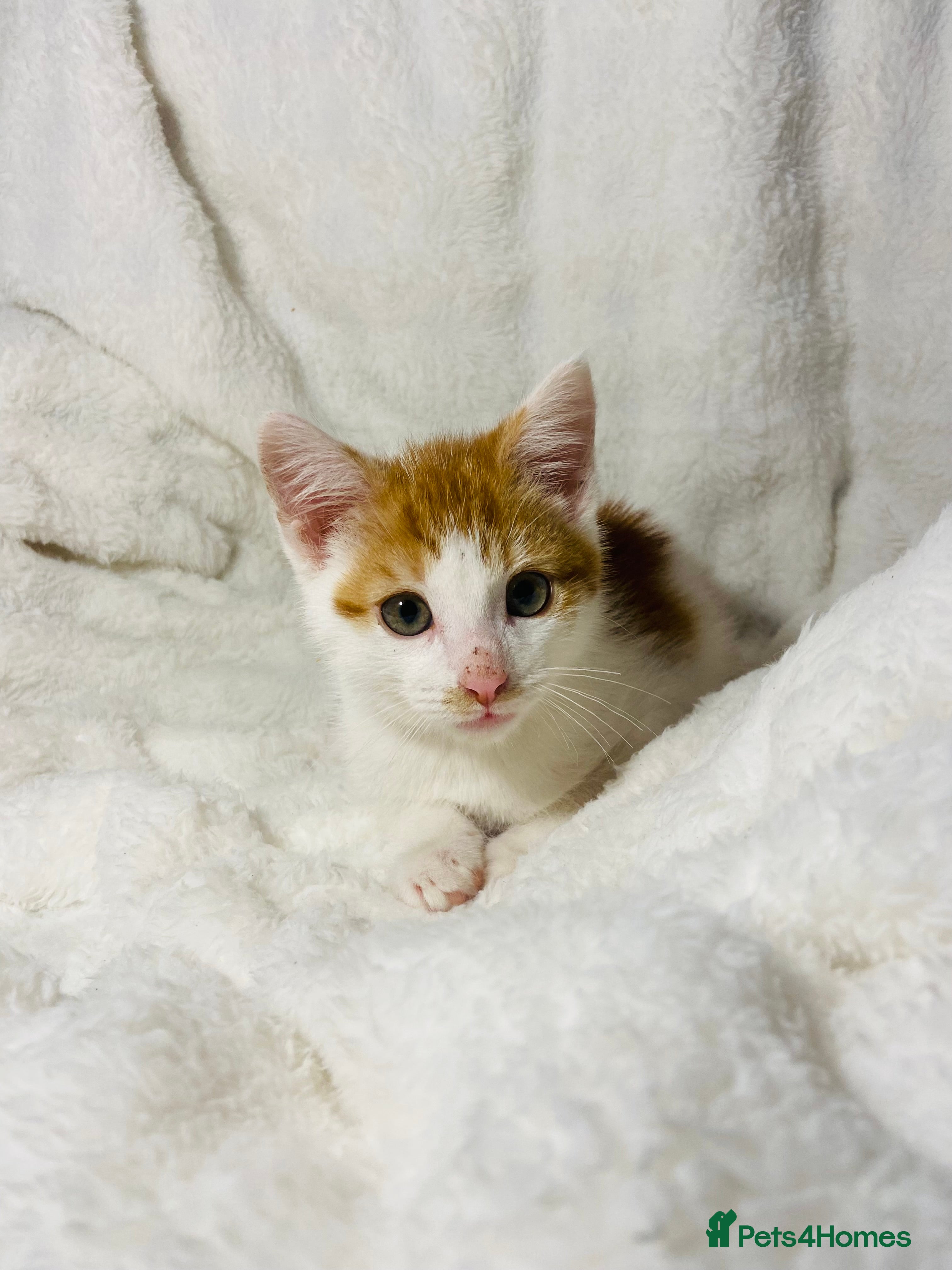 Mixed Breed cats Cute ginger kitten awaiting for it’s forever home  - Advert 2