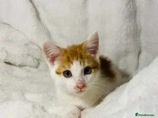 Mixed Breed cats Cute ginger kitten awaiting for it’s forever home - Advert 2