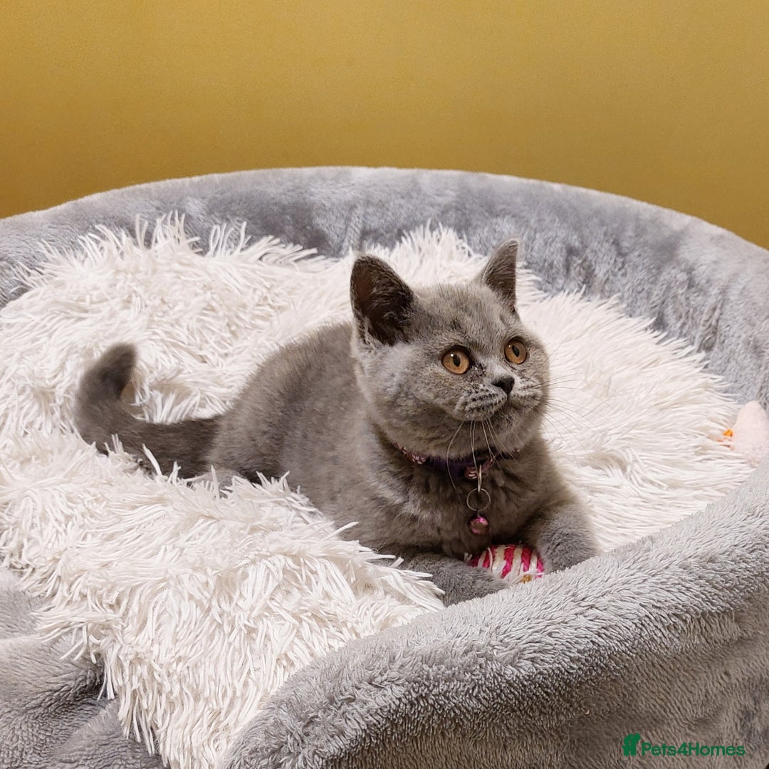 British Shorthair cats for sale: OUTSTANDING🏆PEDIGREE🎖CH SIRED in Dudley - Image 4