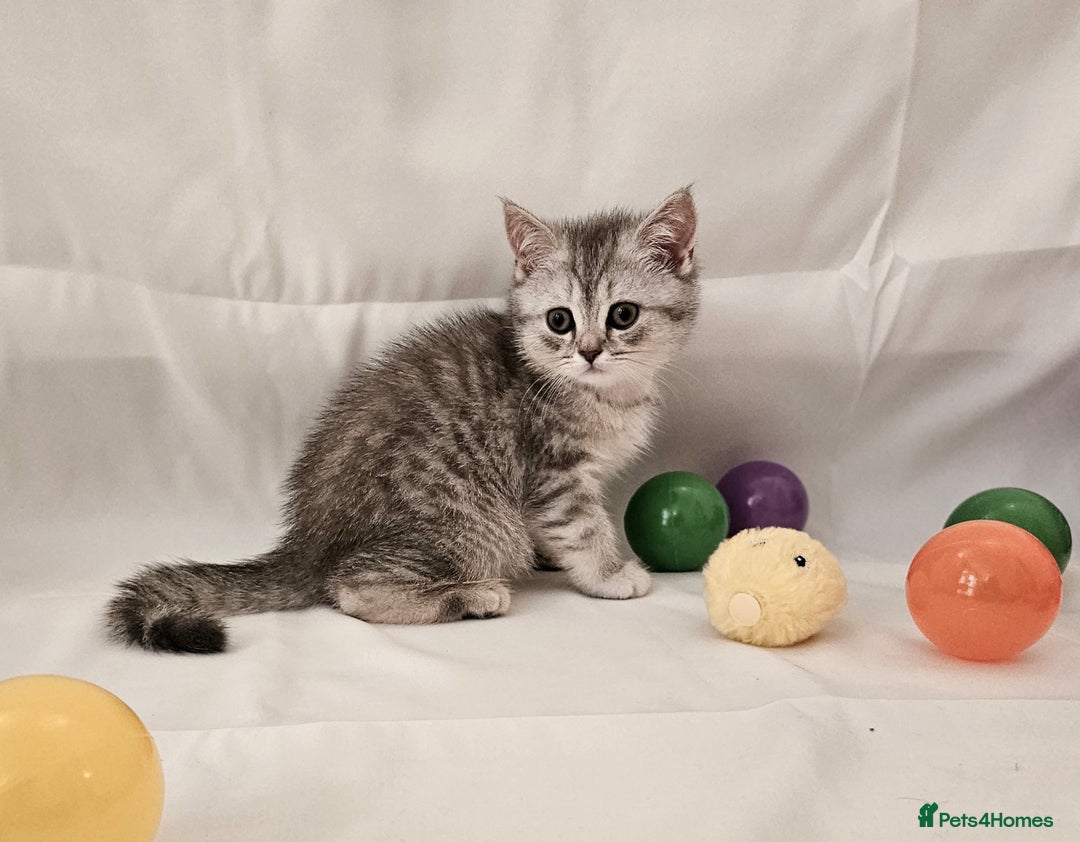 British Shorthair cats for sale: BRITISH SHORTHAIR CHAMPION BLOODLINE - Image 18