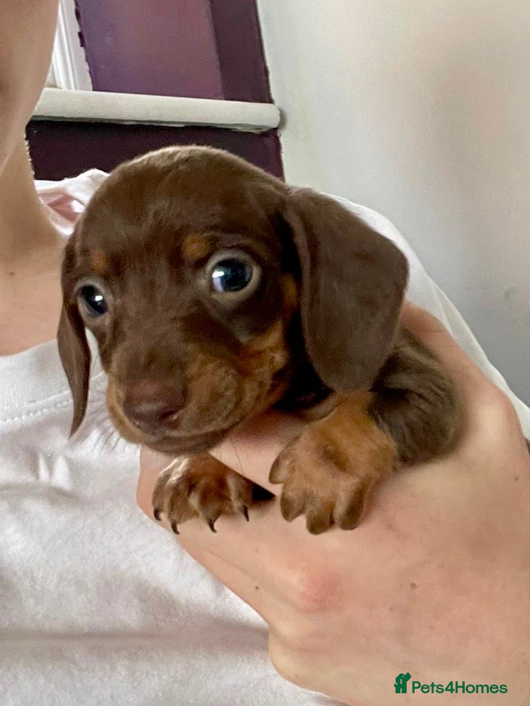 Miniature Dachshund dogs for sale: KC Mini Dachshund Pups - Image 2