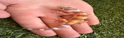 Leopard Gecko reptiles for sale: Leopard Gecko - Advert 3