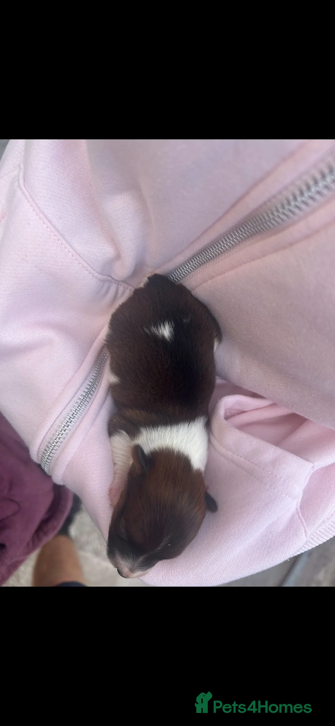 Jack Russell dogs for sale: miniature jack russel puppy’s  - Advert 2