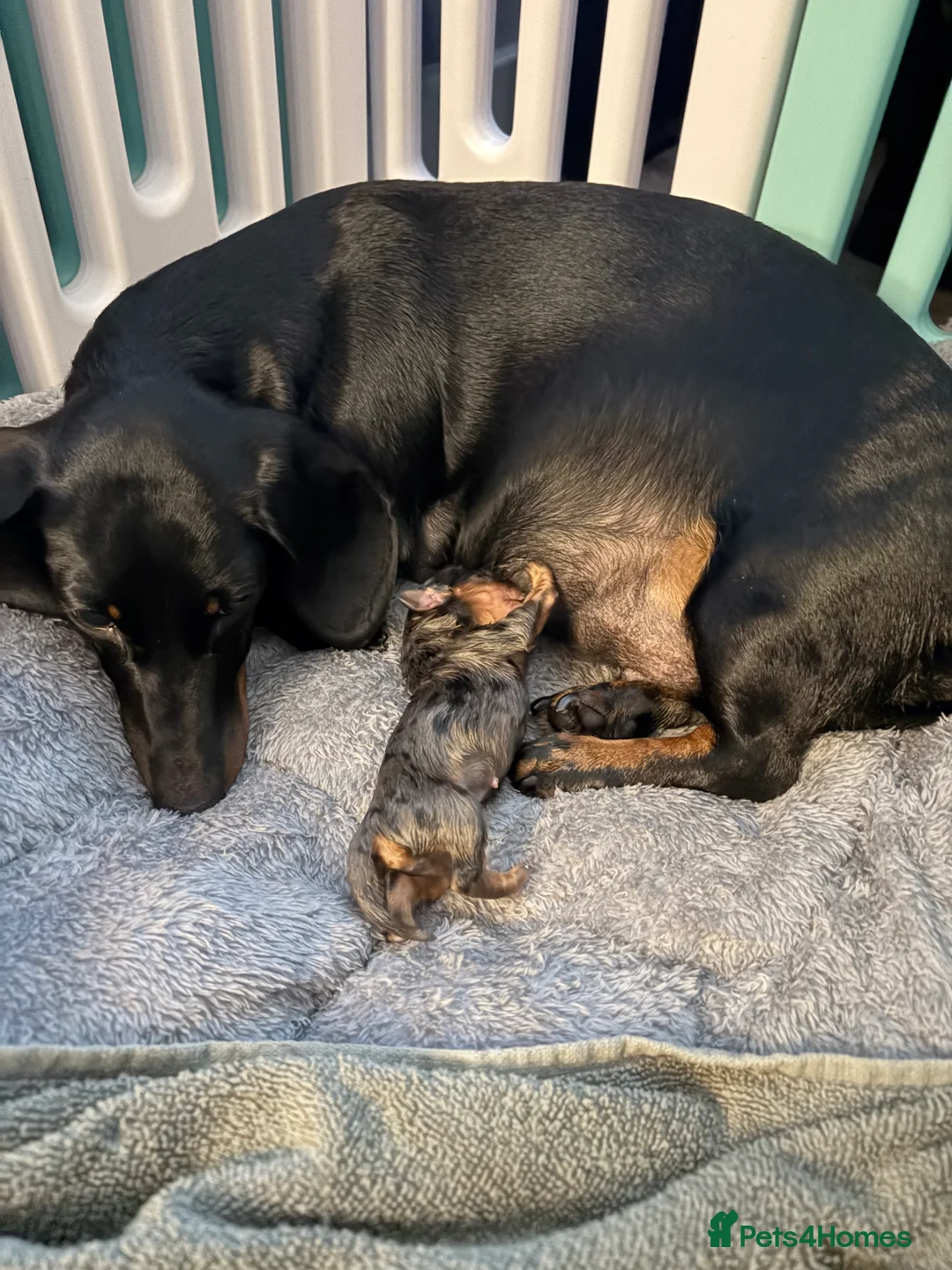 Miniature Dachshund dogs for sale: Dapple miniature Dachshund  - Advert 1