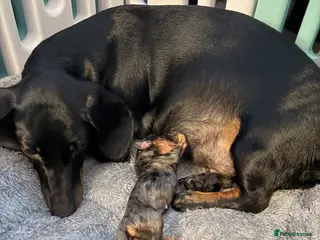 Miniature Dachshund dogs Dapple miniature Dachshund - Advert 6