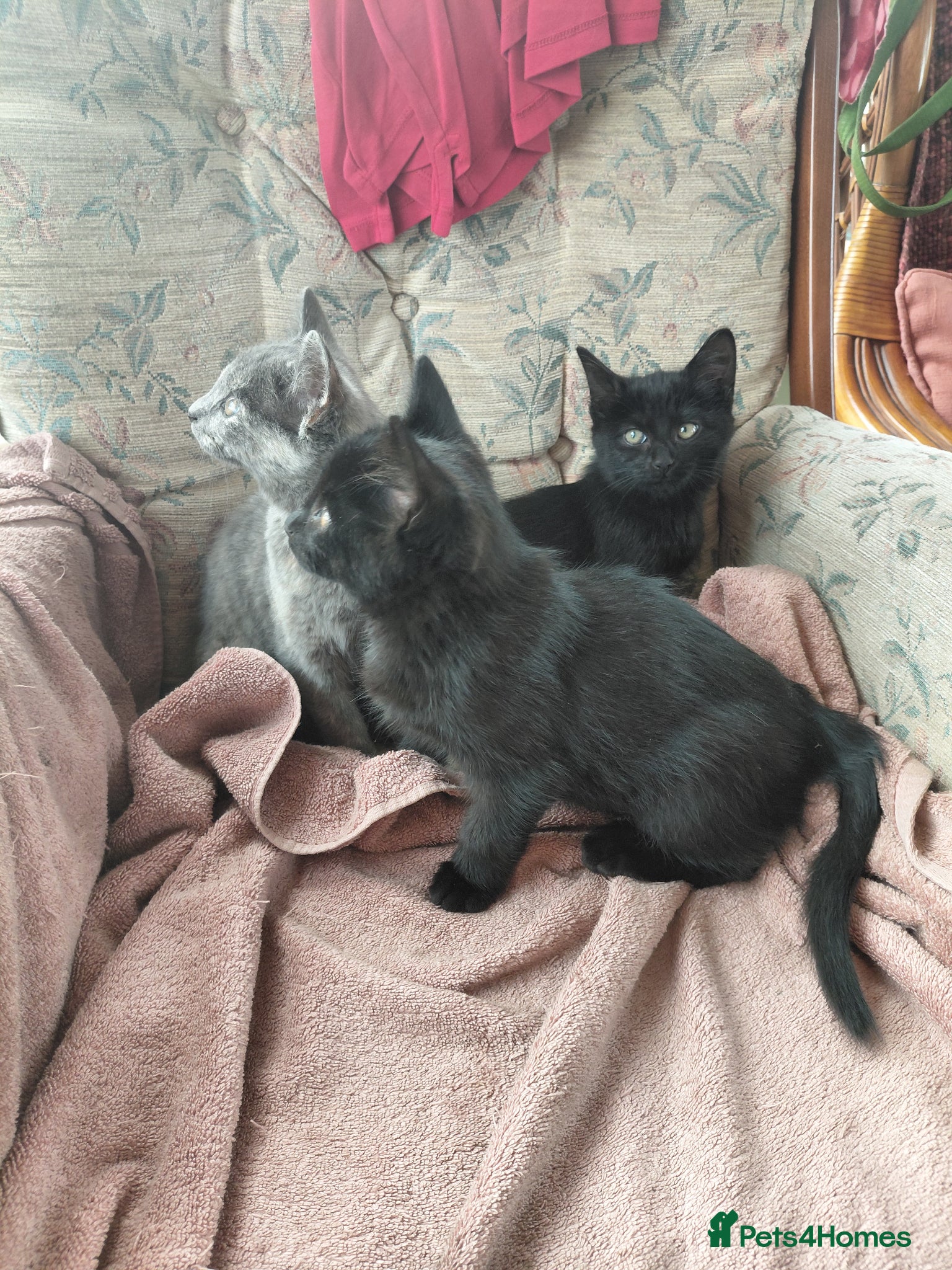 British Shorthair cats for sale: British Short Haired Kittens  - Advert 3