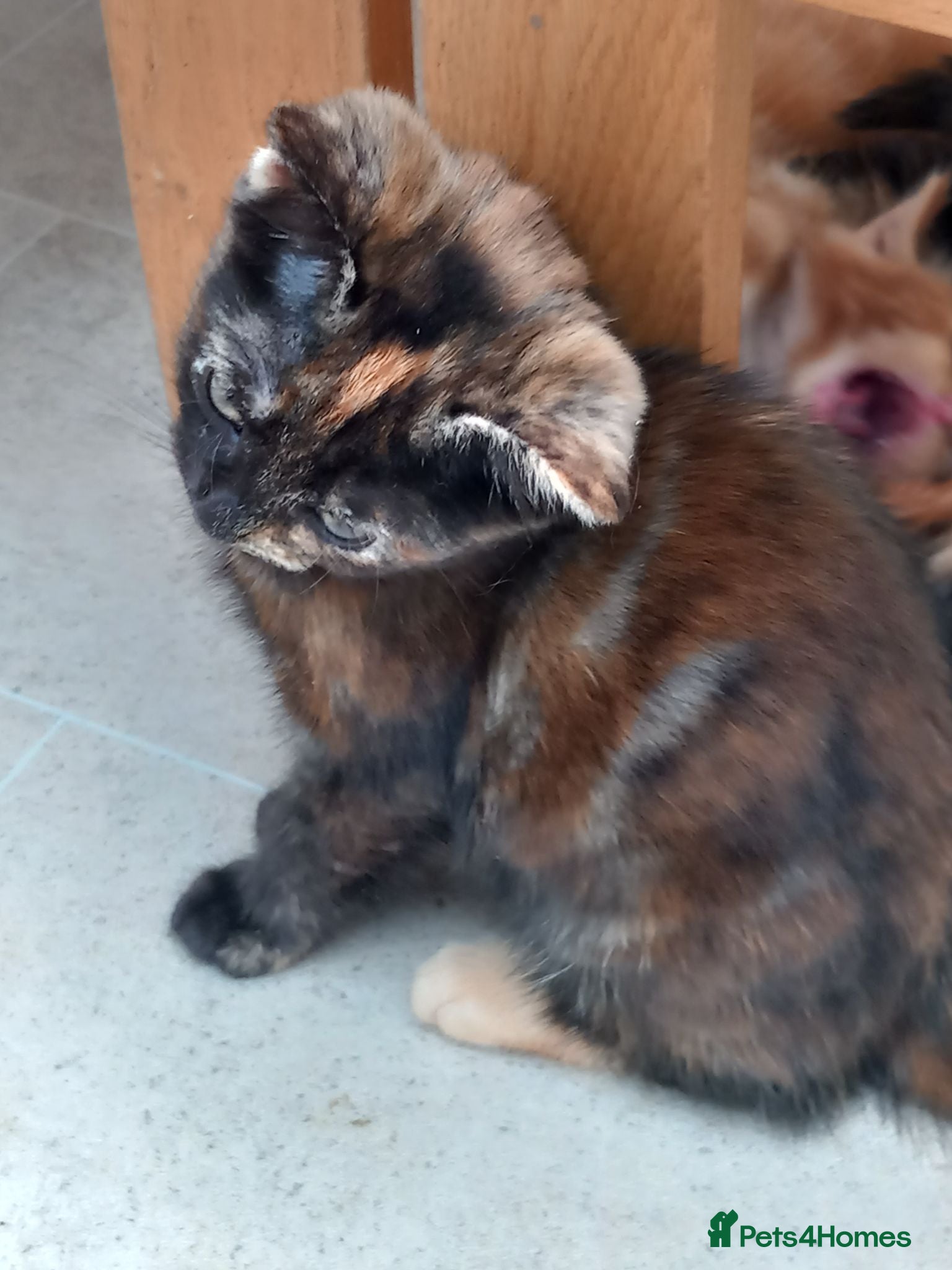 Mixed Breed cats Ready to go!! - Advert 11