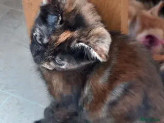 Mixed Breed cats Ready to go!! - Advert 11
