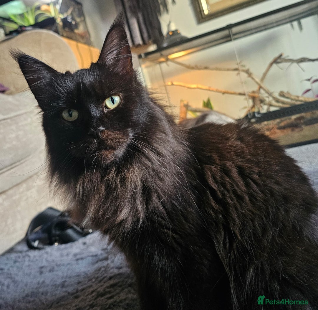 Maine Coon cats for sale: Maine Coon X kittens - Image 6