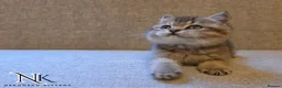 British Shorthair cats for sale: GCCF British Shorthair Babies Ready Soon 🐱 - Advert 20