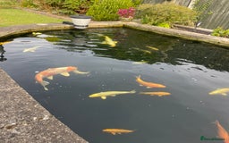 Koi Carp fish for sale: Koi Carp for sale - Image 1