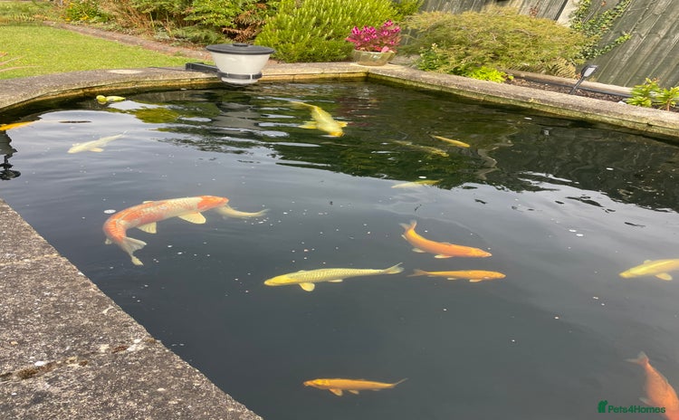 Koi Carp fish - Advert 1