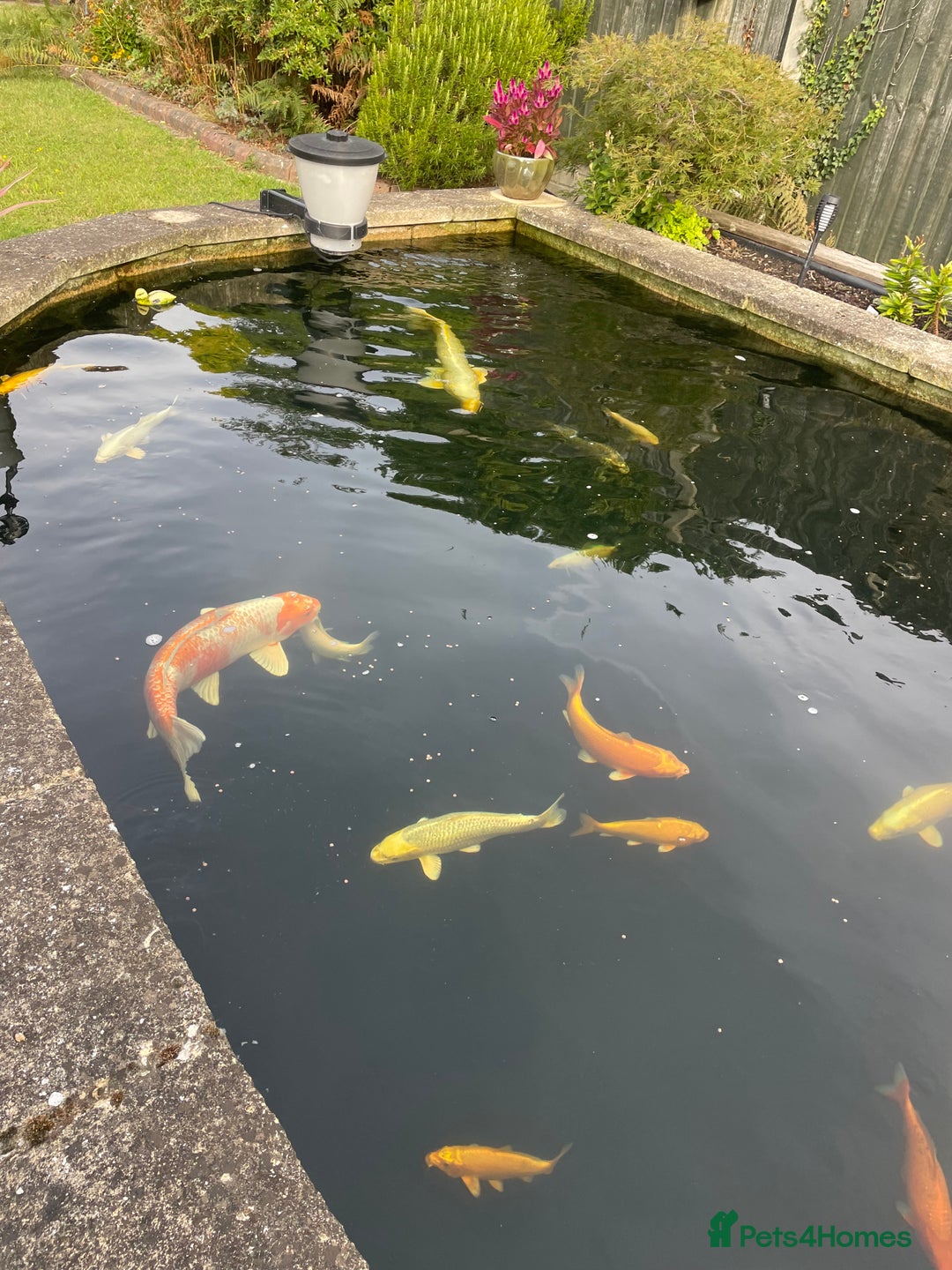 Koi Carp fish for sale: Koi Carp for sale - Image 1